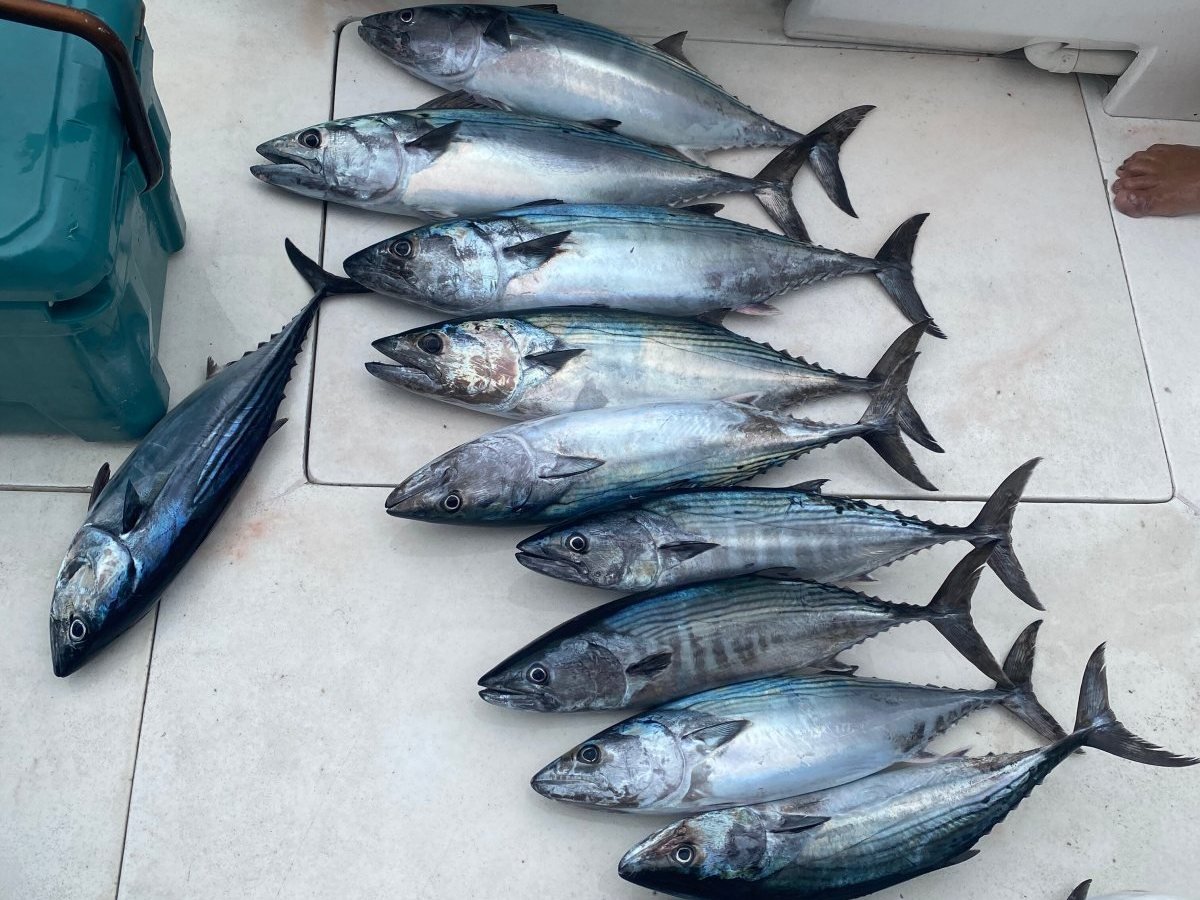 A row of bonito and small tuna laid out on the deck of a charter boat after a morning fishing in Banderas Bay