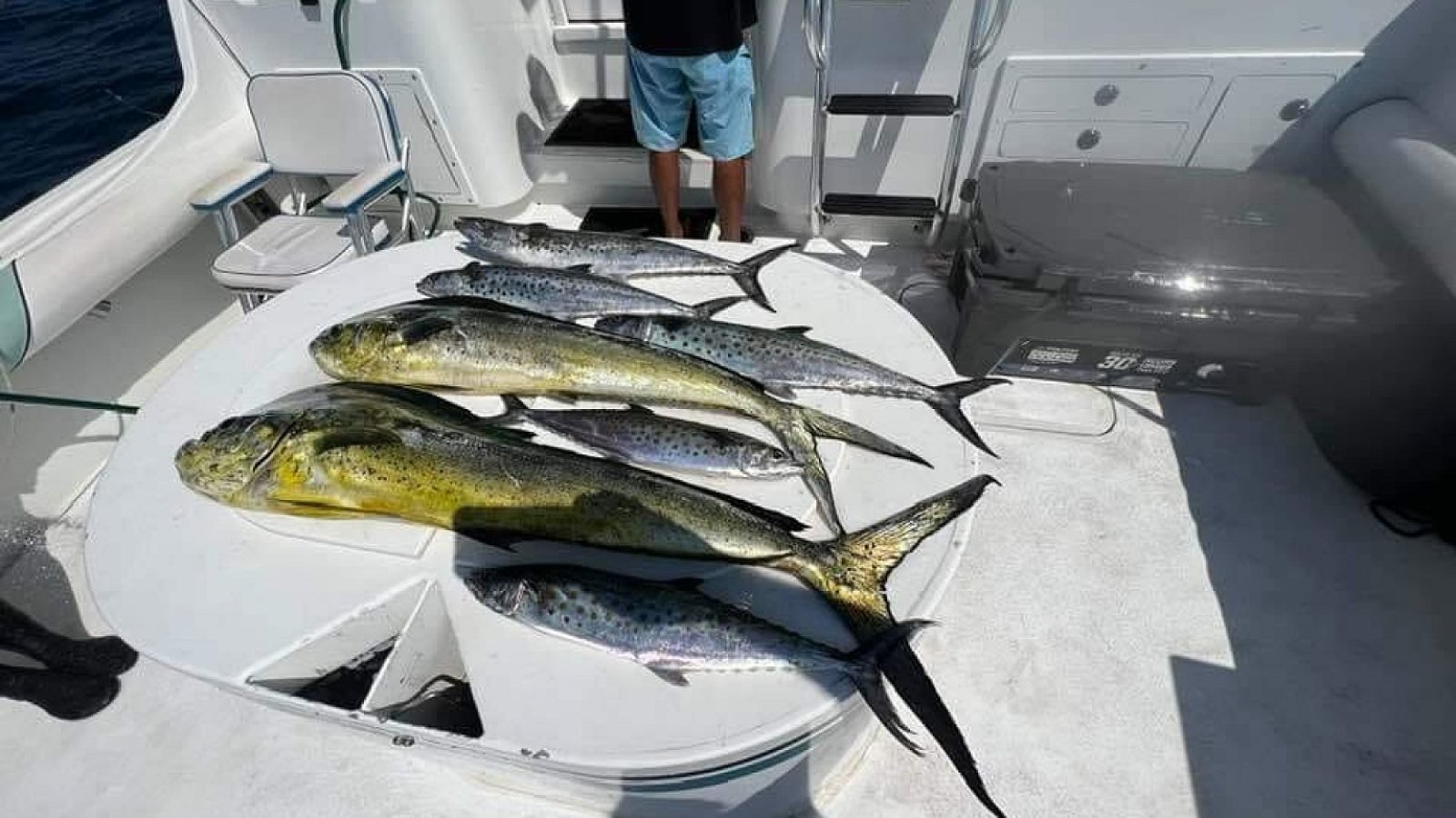 Several dorado and bonito laid out on the deck of a charter boat after a fishing trip in Banderas Bay