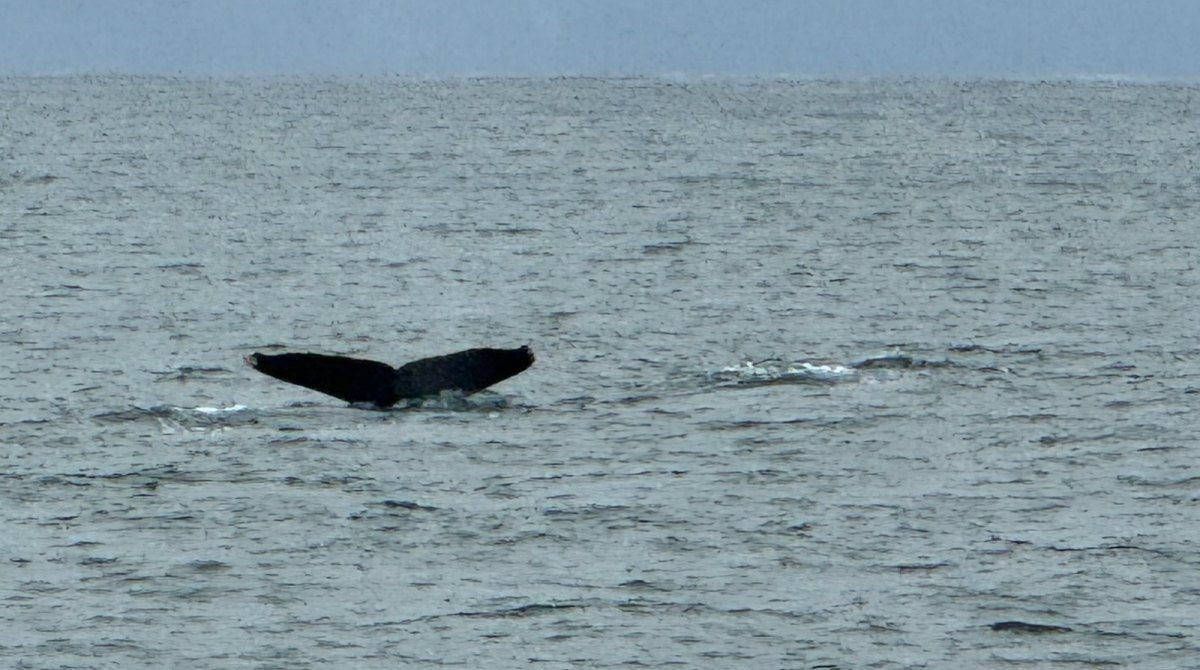 Humpback whale fluke seen from a private charter boat in Banderas Bay off Nuevo Vallarta